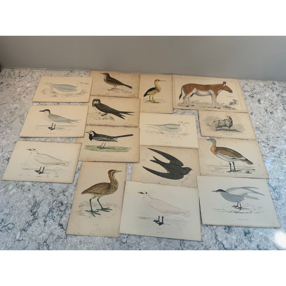 Collection of 15 Antique Ornithological & Natural History Prints Various Animals